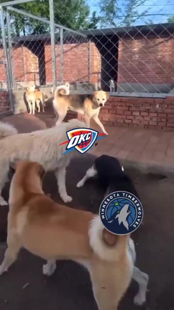 太有活了！美媒惡搞：狗王雷霆嚇退掘金灰熊，把森林狼按地上